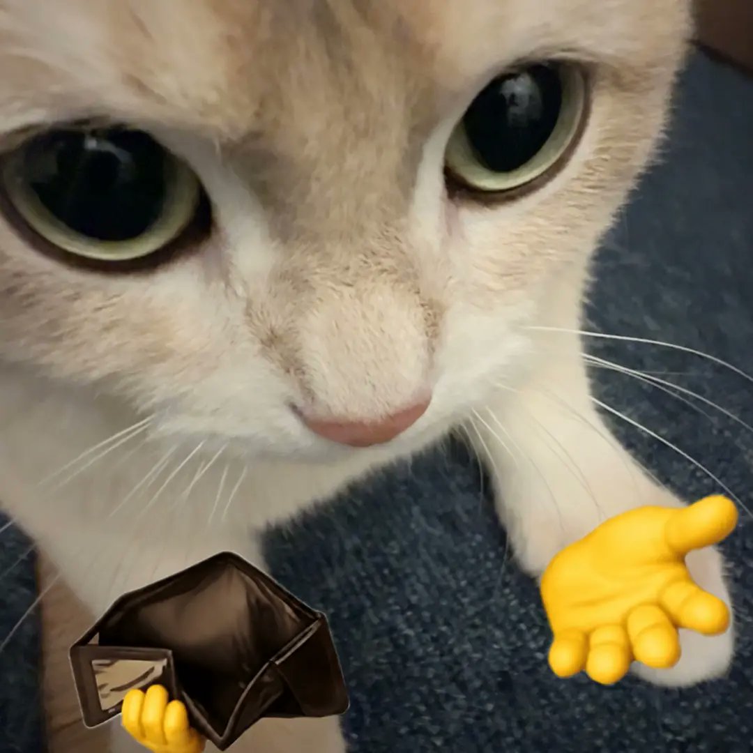 catsworldaura's tweet photo. https://t.co/hk4NuNpnGh