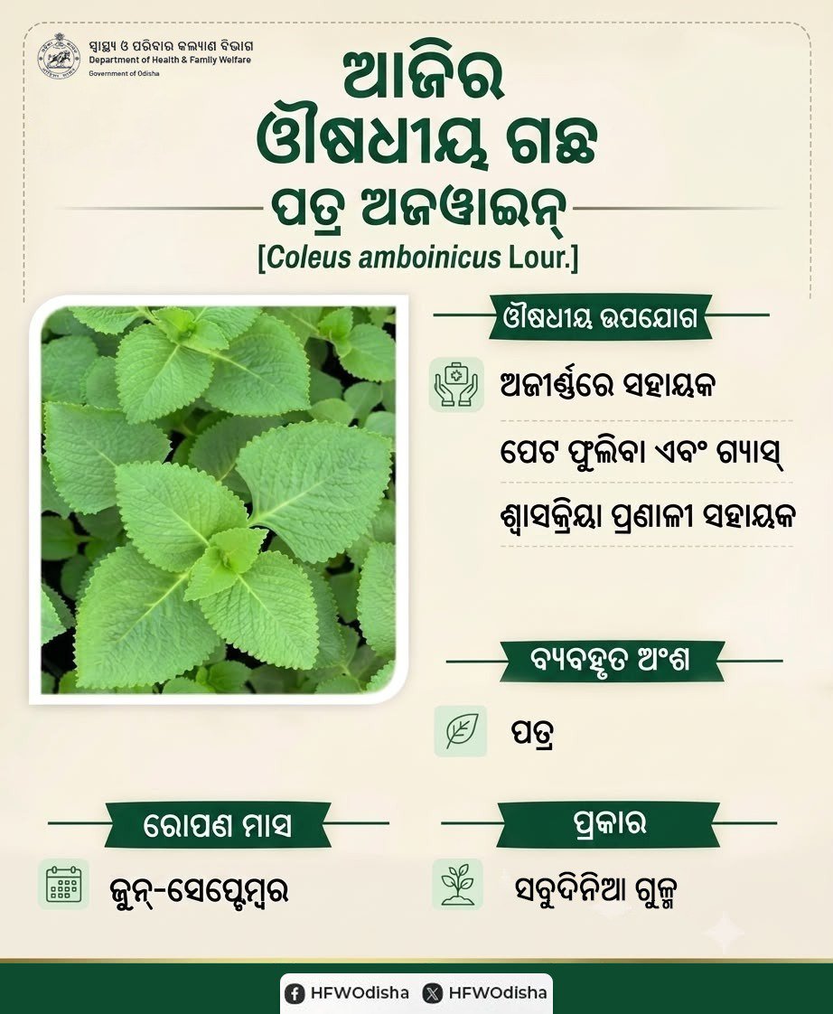 HFWOdisha's tweet photo. ଆଜିର ଔଷଧୀୟ ଗଛ:ଅଜୱାଇନ୍ (Coleus amboinus Lour.) 
ଏହି ସବୁଦିନିଆ ଗୁଳ୍ମର ପତ୍ର ଅଜୀର୍ଣ୍ଣ, ପେଟ ଫୁଲିବା, ଗ୍ୟାସ୍ ଏବଂ ଶ୍ଵାସକ୍ରିୟା ଜନିତ ସମସ୍ୟାରୁ ମୁକ୍ତି ଦେବାରେ ସହାୟକ ହୋଇଥାଏ।ଜୁନ୍‌ରୁ ସେପ୍ଟେମ୍ବର ମାସ ଏହାକୁ ରୋପଣ କରିବା ପାଇଁ ସବୁଠାରୁ ଉତ୍ତମ ସମୟ। 
ଆସନ୍ତୁ ଆୟୁଷ ସହିତ ସୁସ୍ଥ ରହିବା!
@CMO_Odisha @MahalingMukesh https://t.co/gDDkpapT99