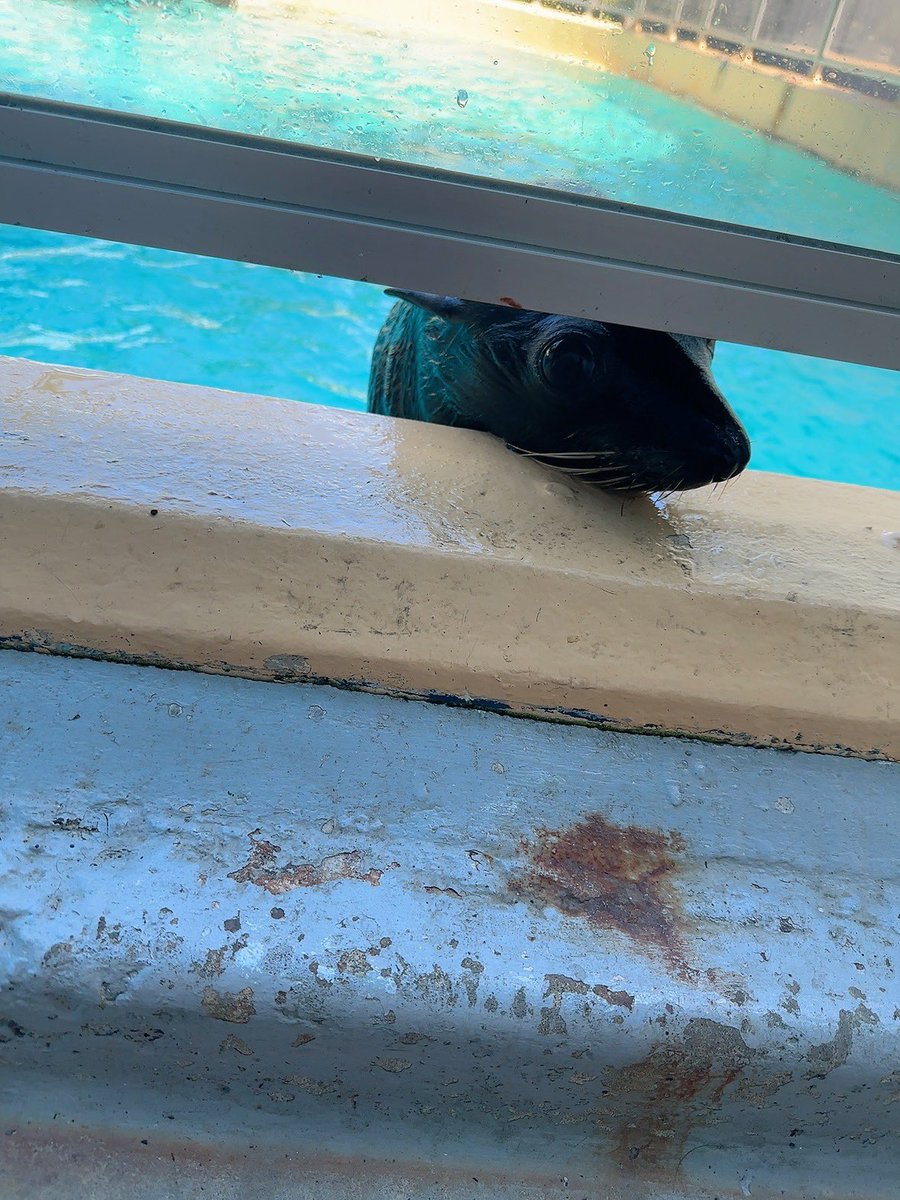 MayuSgr's tweet photo. 課金地獄に行ってきた☺️
@桂浜水族館 https://t.co/6mvGoh1Le9