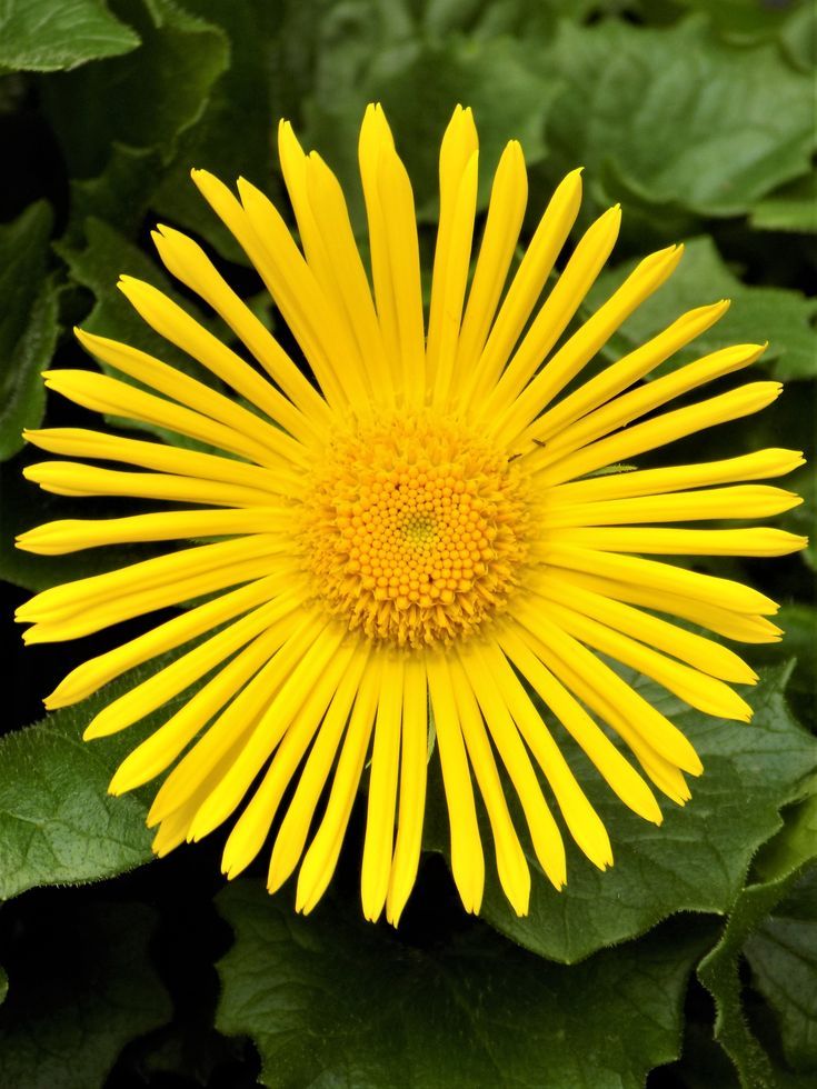 Rv1Nature's tweet photo. Oriental Leopard's Bane Flower💛
(Doronicum orientale).
#Sunshineinbloom #NatureisAmazing https://t.co/2fwyj4hqUC