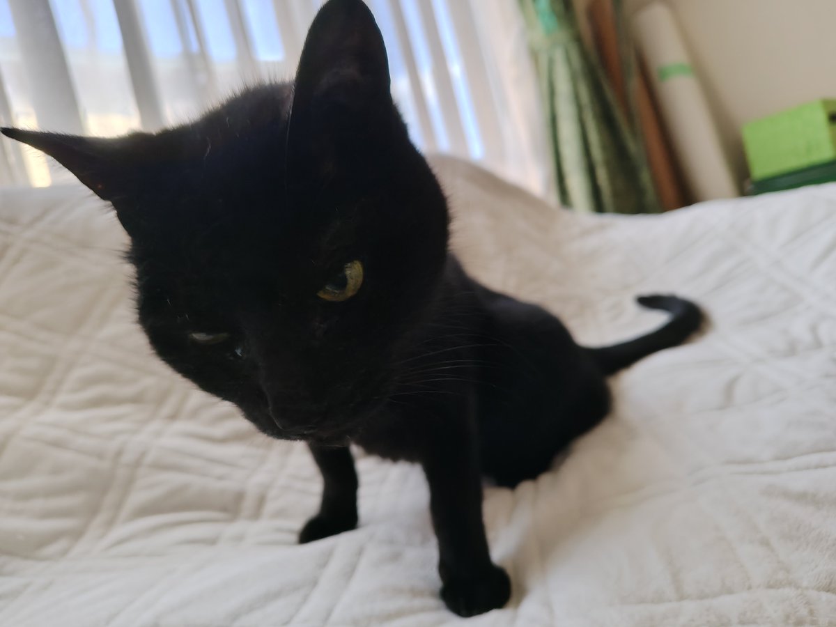 uoxtuchi's tweet photo. ウナ氏、🤮した所を踏ん付けて家中を走り回りました🙄🙄
#猫 #黒猫 #シニア猫 https://t.co/fJIj3E7XOM