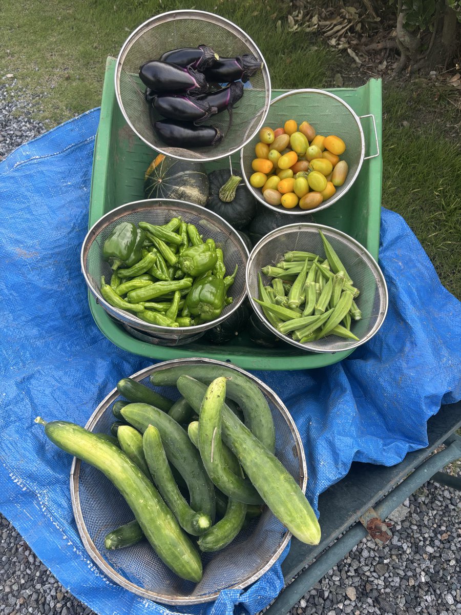AMR45937358's tweet photo. 祖母の野菜。

美味しいだけではない何かがある。

作り方は自己流。
野菜作りを始めた80年前は教科書はない？

感覚で作る野菜。 https://t.co/shZk9ddBhf