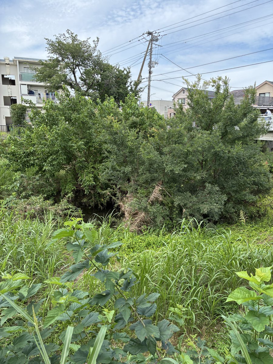 morinatsu's tweet photo. 木が枯れ草をかぶっている。
今、歩いているところとあまり変わらないところまで、水がくることもあるようだ https://t.co/zKGiW3O9XX