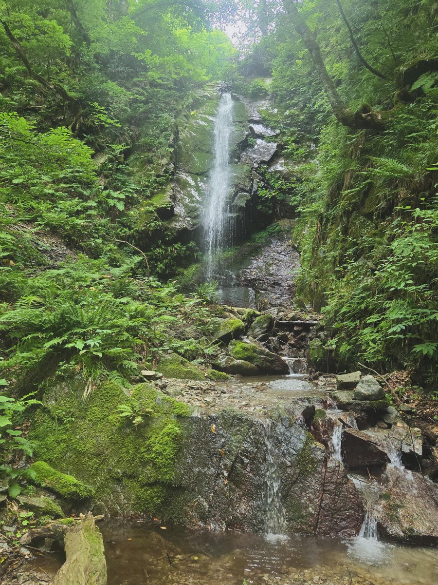 tibet_in's tweet photo. 布曳滝(女滝)
沢を登った所にある滝で倒木等が少なくなり景観が変わっていた。いい感じの直瀑で滝浴びには最高だった！
#滝行
#村上市 https://t.co/r6FTftFZvD
