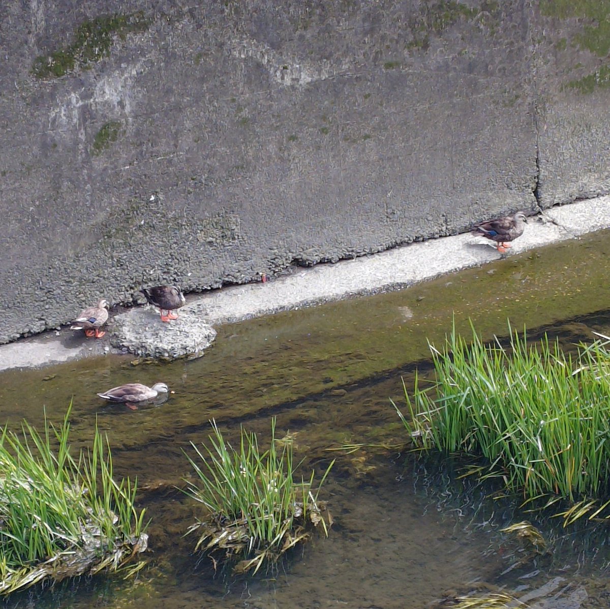 cestus777's tweet photo. 暑い中お疲れ様です🦆風があってちょっと涼しかったのは良かった(*´∀｀)
#今日のグエグエ https://t.co/1V4BT89t3Q