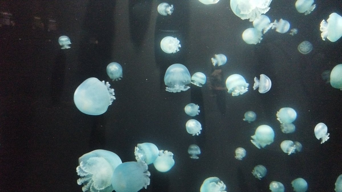 takemitaka85111's tweet photo. かもすい②

#かもすい
#加茂水族館 https://t.co/yhiV2wi7nz