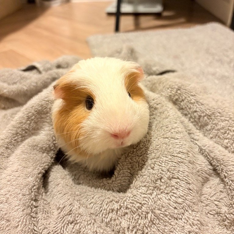 yuichi_mase's tweet photo. 口コミを投稿しても「公開されたのか分からない」状態になっていました。小さなことですが、投稿してくれた人の体験としてはかなり大事な部分なので、次のバージョンで修正します。

それにしても、ベータ版から108件。
エキゾチックアニマルの病院情報って本当に世の中に少ないので、この一件一件が資産です。投稿してくれたみなさんに感謝しかない。