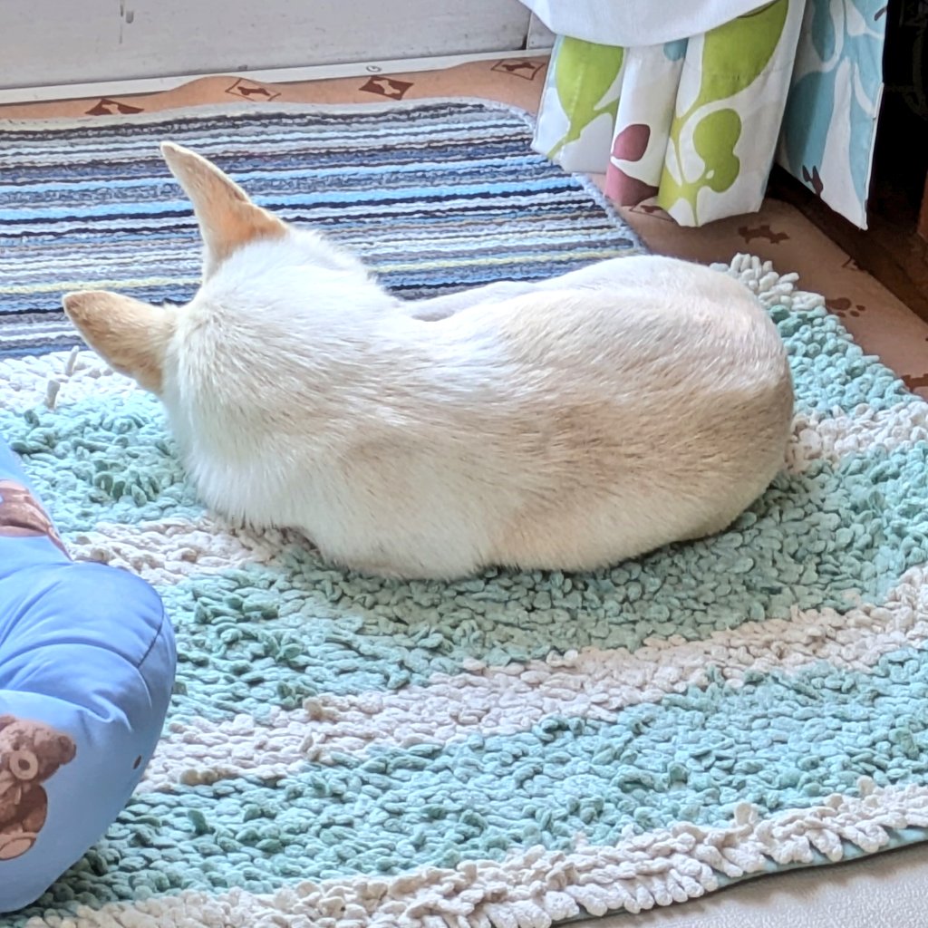 tongaribooby's tweet photo. ほぼ猫。
少しチワワ。 https://t.co/4FVxgZrt3i