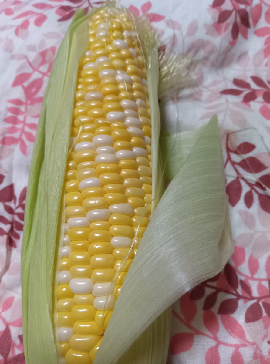 kisake3's tweet photo. 生でも甘いトウモロコシとキュウリメロン初収穫🥒🌽 https://t.co/hjDALxjk0h