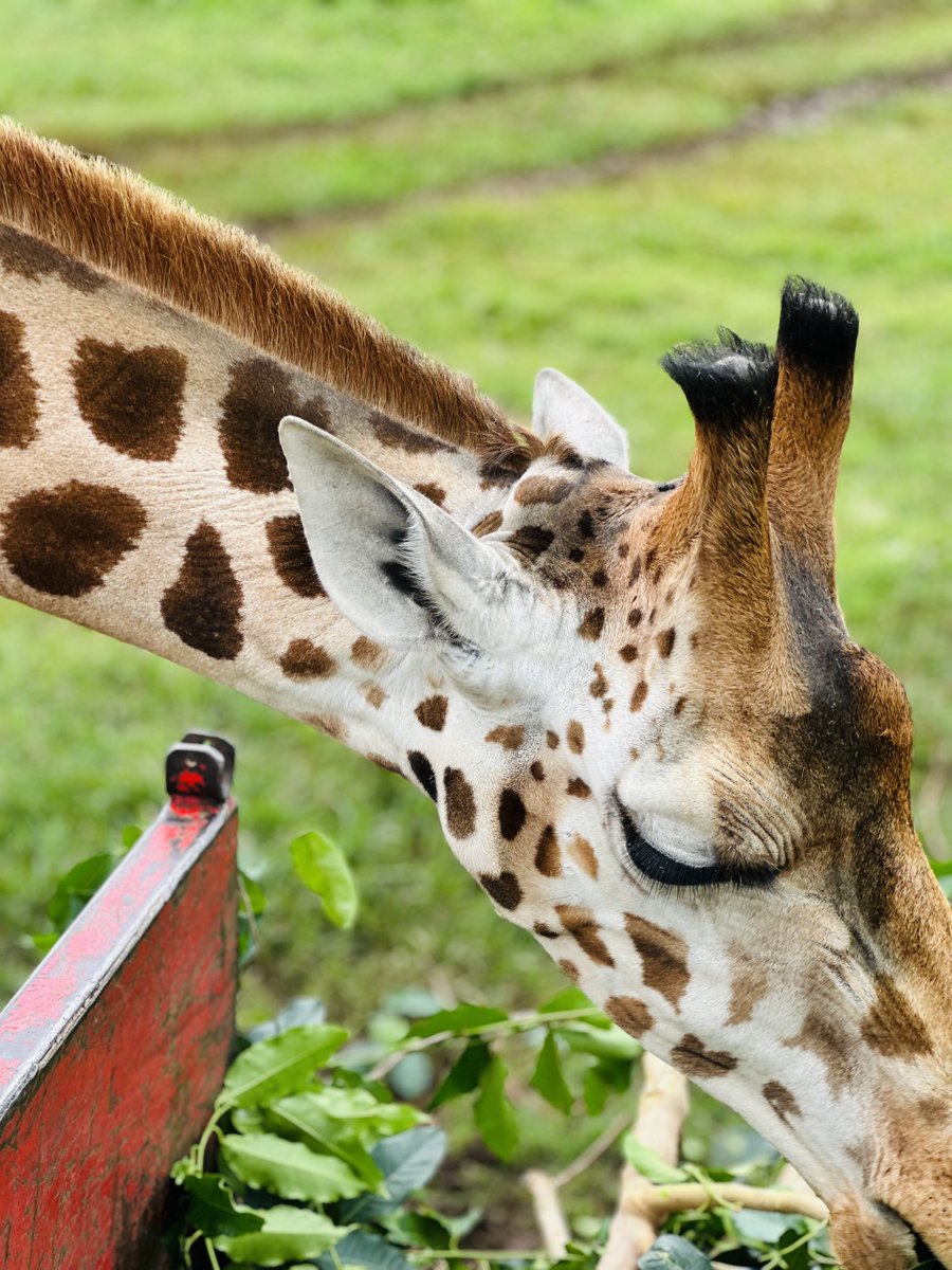 SundiHkm's tweet photo. Participating in the Zookeeper for a Day program at UWEC Entebbe offers a close encounter and an immersive masterclass in wildlife management.

Feeding these gentle giants makes you quickly realize that conservation is an active, daily commitment. 

#ZookeeperForADay https://t.co/57GDZhIVbc