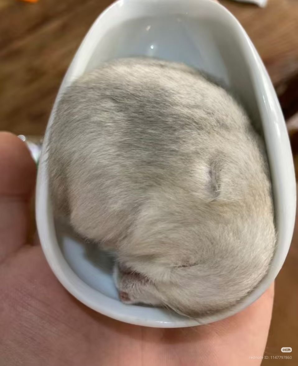 Tweets Of Hamster tweet media