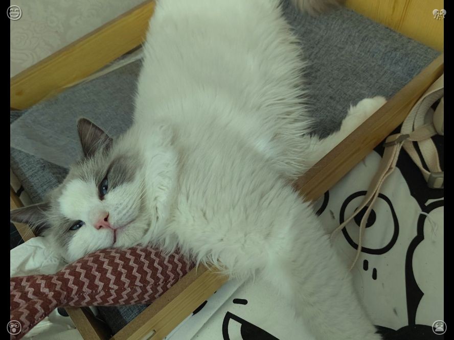 Rookk__'s tweet photo. Modern dance features smooth movements. They played together in the garden, chasing one another and batting at a ball of yarn Clara had thrown outside, their joyful mews accompanying their graceful movements. https://t.co/qLfTgvsjnX