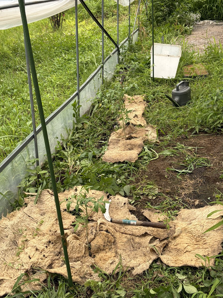 minefarm995's tweet photo. トマトないな　と思ってたら育苗ハウスから勝手に生えてきた　水稲の根っこを被せて草も入れてバイオ酵素を灌水　育つかな？痩せすぎか？作物に聞いてみる https://t.co/NMRkh3O9G4