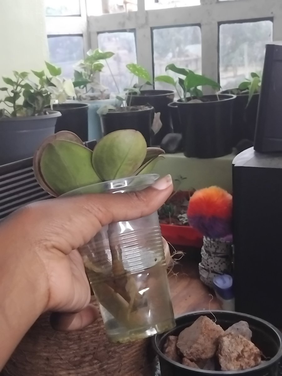 everythngplants's tweet photo. Starting Saturday with expansion ✨️🪴

May the day carry this energy. https://t.co/QJY1TrN8sU