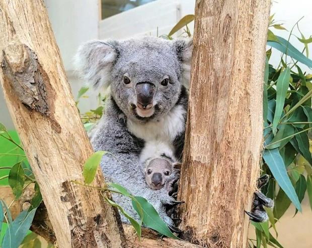 livedoornews's tweet photo. 【誕生】おなかの袋からこんにちは 横浜・金沢動物園で2年ぶりコアラの赤ちゃん
https://t.co/ZUBQSc6Z85

昨年12月1日に生まれたコアラの赤ちゃんが、5月27日以降、母親「たんぽぽ」のおなかの袋から外に出るようになった。袋の中で生活する時間はだんだんと短くなるという。 https://t.co/iw442oHLQU