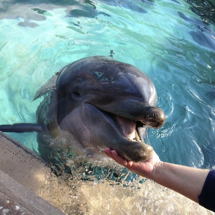 fearxswxg's tweet photo. Leowon au

Luca (L—eo) as marine mammal keeper bertemu dengan Sean (S—angwon) as veterinarian yang pertama kali merasakan hal baru, bertemu satwa liar dan eksotis di tempat kerja barunya. 

written by @fearxswxg https://t.co/ytVybXQHoY