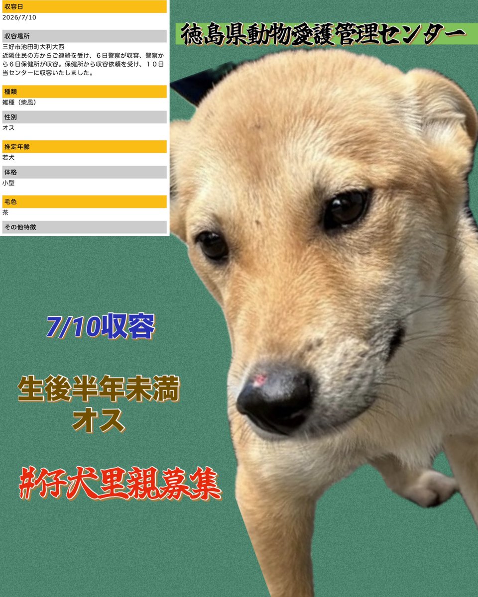gollfe's tweet photo. #保護犬を家族に🙏🏻
🆘徳島県動物愛護管理センター🆘
🍀#仔犬里親募集

生後半年未満と思われる
オスの柴風
まだ幼さが残り
耳も柔らかく少し倒れています。

これからたくさんの愛情を受けながら成長してほしい命です。
どうか温かい家族とのご縁がありますように。🙏🍀
♦️7/10 三好市池田町大利大西で捕獲
🔹雑種（柴風）・オス・生後半年未満
https://t.co/iIACFjsOuA