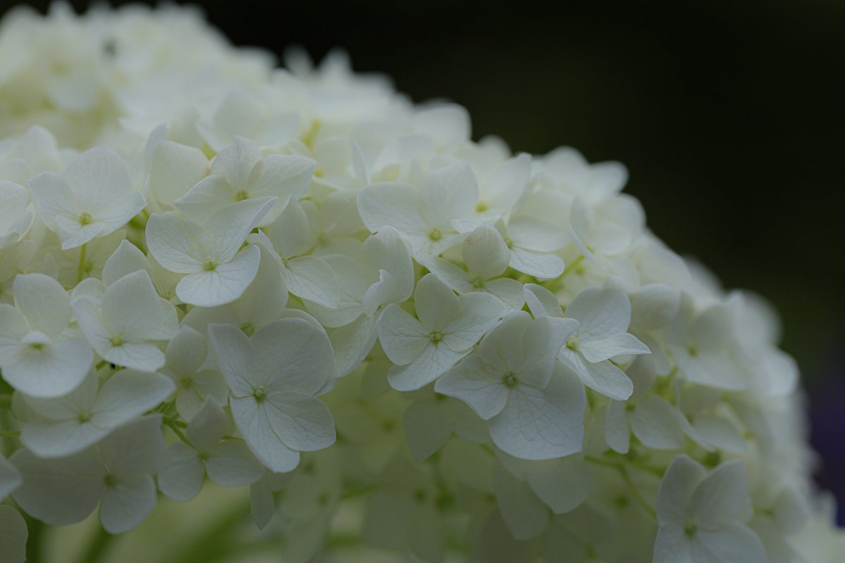 footbowl08's tweet photo. 紫陽花
 #出塩文殊堂 https://t.co/SWnbcKNiT0