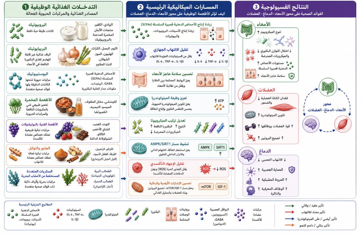 DAlkhawtani's tweet photo. 🚨جدول الأغذية والمركبات الحيوية الداعمة لصحة الأمعاء ( احفظوا عندكم👇🏻) 

لكل شخص يهمه يتقدم في العمر بذاكرة جيدة وعضلات قوية وصحة أفضل ركز على صحة ميكروبيوم أمعائك:

-مارس الرياضة "رياضة المقاومة لم تعد خيار، أصبحت ضرورة".
-نظام البحر الأبيض المتوسط🍽️.
-ضروري تكون الالياف والأغذية اللي تعزز صحة ميكروبيوم الأمعاء جزء لا يتجزأ من من وجباتك اليومية.

أنصح الكثير من المراجعين في العيادة "على حسب الحالة الصحية" بإضافة زبادي أكتيفيا أو فيتال أو الكفير، الموز غير ناضج، التوت، الكركم.

مع ضرورة التأكد من عدم وجود حساسية، عدم تحمُل أو تفاعل/تداخل بين غذاء ودواء💯

(معلومة للفائدة وليس إعلان ).