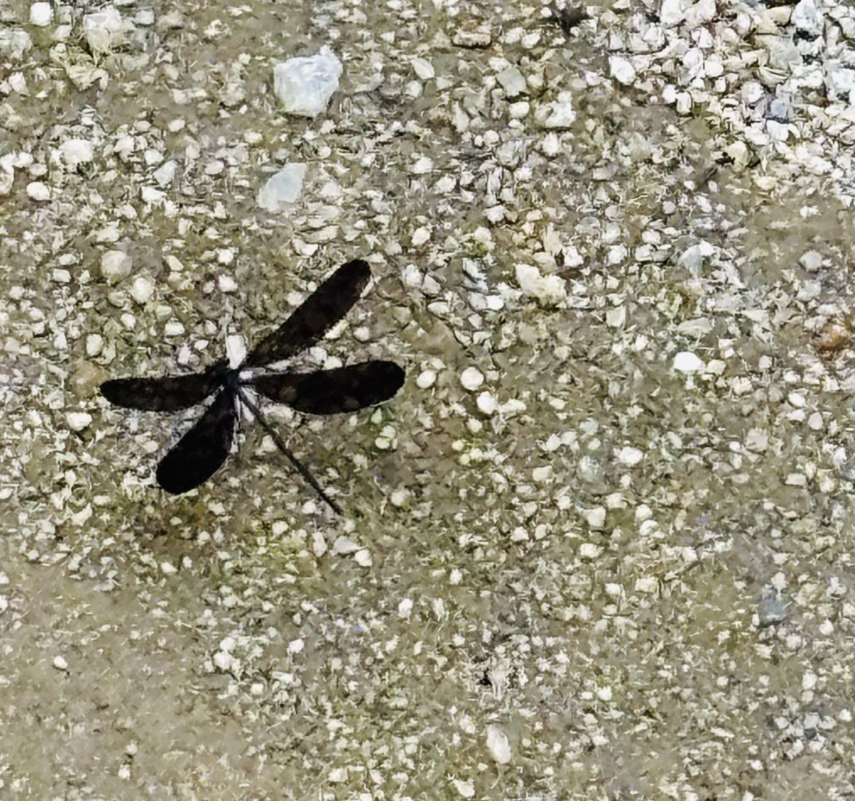 bowowwon's tweet photo. 黒とんぼ 初めて見た
何かトンボらしくない妖艶だった🤍

 #空が好きな人と繋がりたい https://t.co/aZ7CUH4RYa