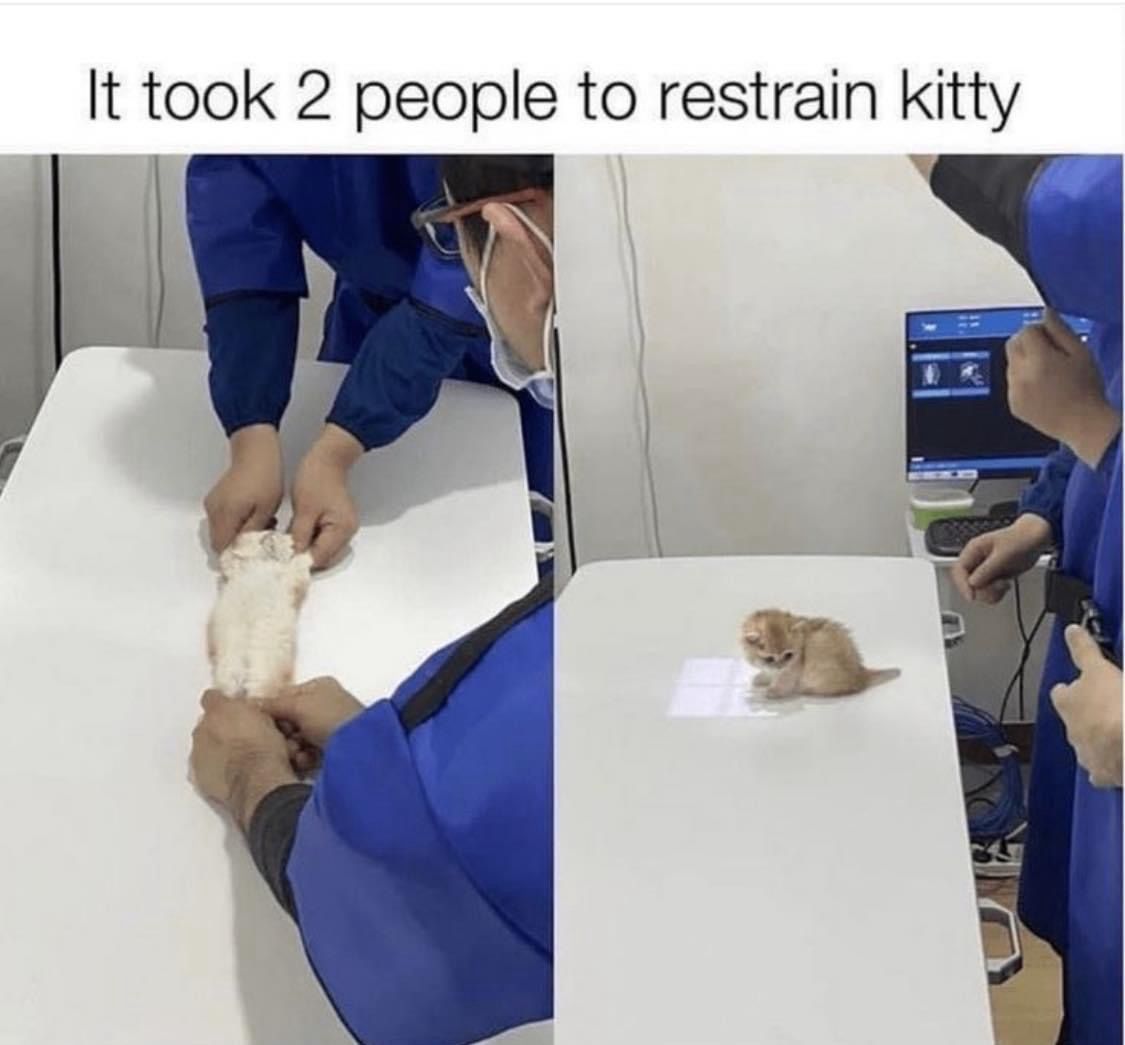 Cats Out Of Context tweet media
