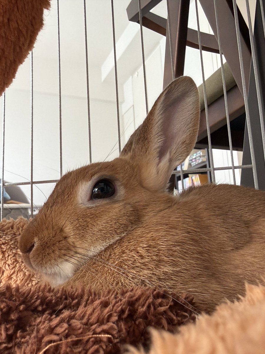 rabbit