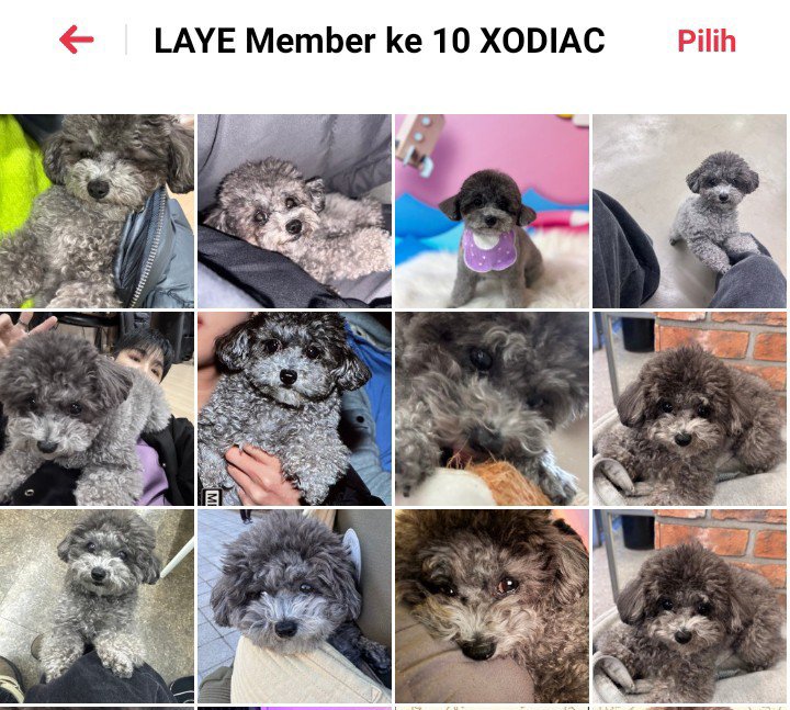 Syaduu1603's tweet photo. Selain kangen sama Lex aku juga kangen sama laye 🤗🤭💚💚

#XODIAC #LEX #LAYE https://t.co/Av8dNhw4bL