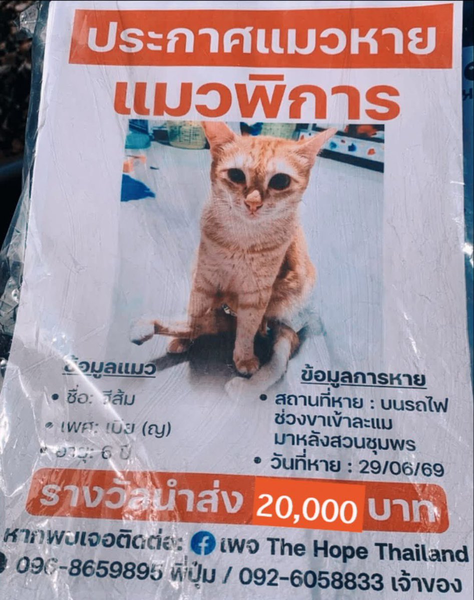 tonever22's tweet photo. 🏘️ ทางมูลนิธิ The Hope Thailand และเพจบ้านหลังสุดท้ายของน้องจรจัด 🐕🐈‍⬛

🐱 เพิ่มรางวัลสินน้ำใจ สำหรับผู้พบน้องสีส้มเป็น 22,000 บาทค่ะ 🐈

🔍 หากใครพบเจอแมวลักษณะนี้ หรือมีเบาะแส สามารถแจ้งได้ที่เพจหรือเบอร์โทรศัพท์ได้เลยนะคะ 🙇🏻‍♀️

#แมวหายบนรถไฟ #ตามหาแมว #แมวหาย #ชุมพร #สถานีรถไฟชุมพร
