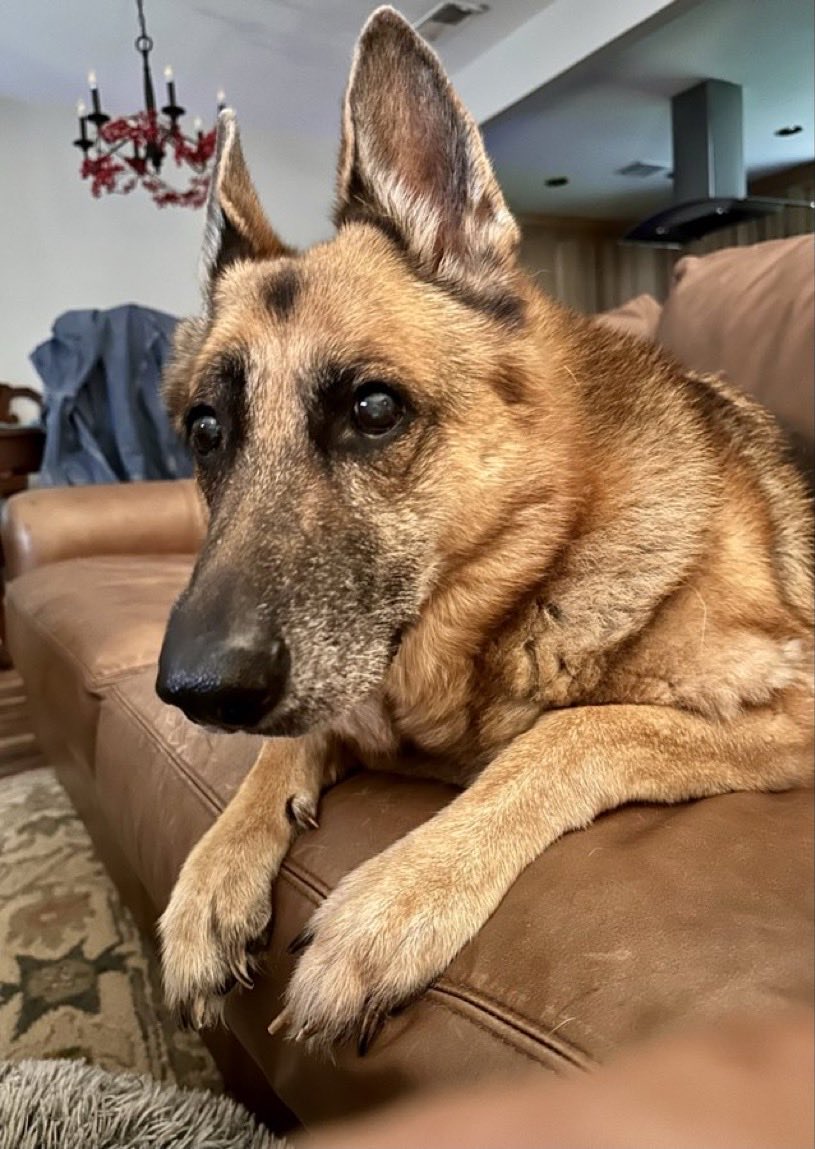NancyKnotting1's tweet photo. The real ones always stay close. More fun, vibes, and surprises out this weekend.. click link 👉 https://t.co/ALtnRCCwyp
#K9girl #knotty #doggo 😊 so stay tapped in https://t.co/4zmVuwG3w4