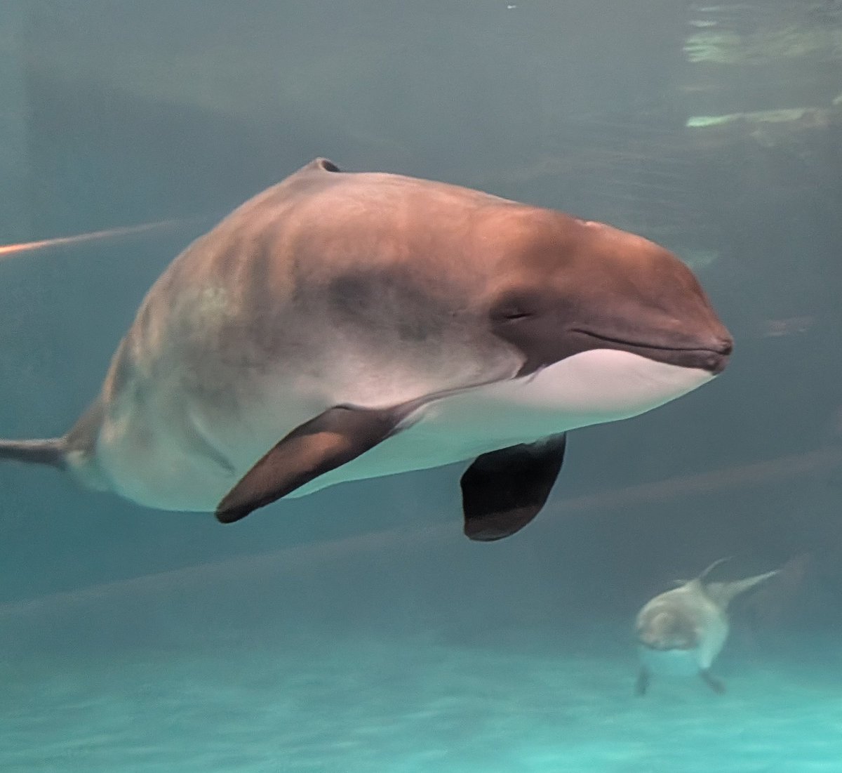 Ruka_nekosuiti's tweet photo. (⁠　´‿⁠`)
#おたる水族館 https://t.co/weNtOj2MmR
