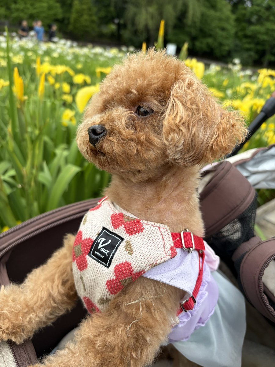 MooNwith7's tweet photo. うちの🐶も今日誕生日です🎂
(今爆睡中で撮れないのでこの間出かけた時に撮った🐶のせます) https://t.co/LANanoQCFV