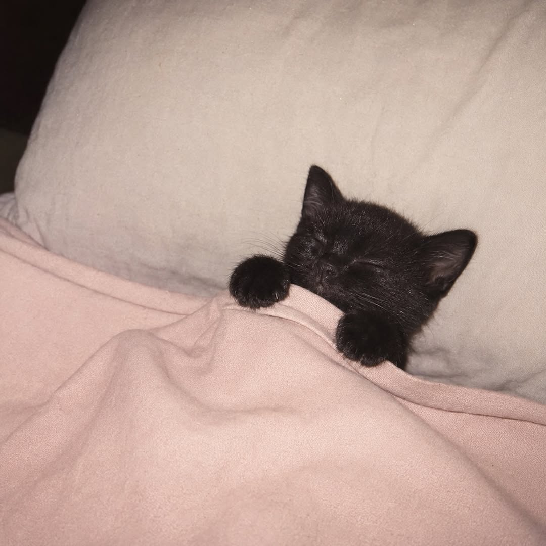 TheCatsX's tweet photo. A pocket of darkness https://t.co/SMuh3T79VT