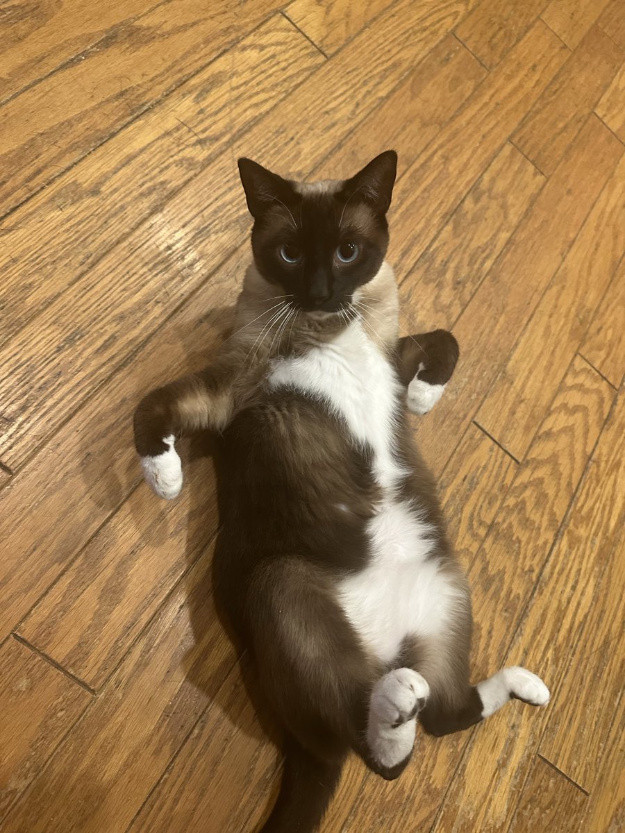 Splattercat tweet media