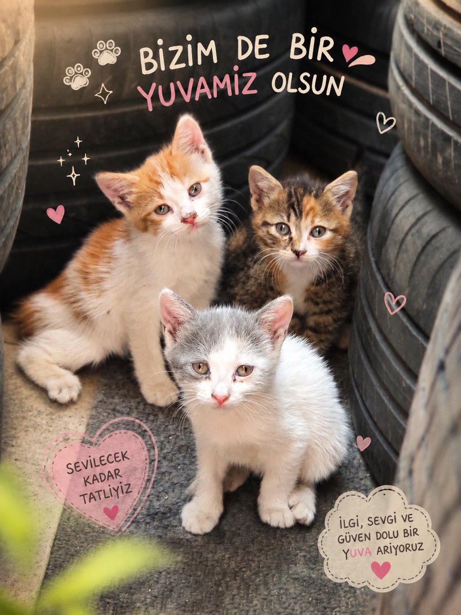 cerezfamilya's tweet photo. İlanı niye yaymadınızlen
Ezik büzük duran turuncu evsiz kaldı bi tek onun yuvası yok..
İSTANBUL https://t.co/KRIE7v7vMu