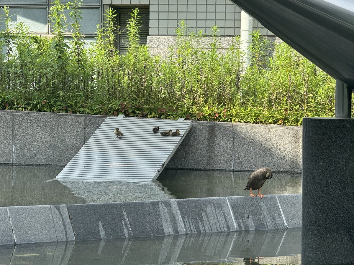 izmister's tweet photo. カルガモ見に来た

https://t.co/CE9urRt2fa 
(JRA競馬博物館 日吉町1-1 (@ 東京競馬場内), 府中市, 東京都, 183-8550, JP) https://t.co/cFHf1K0T75