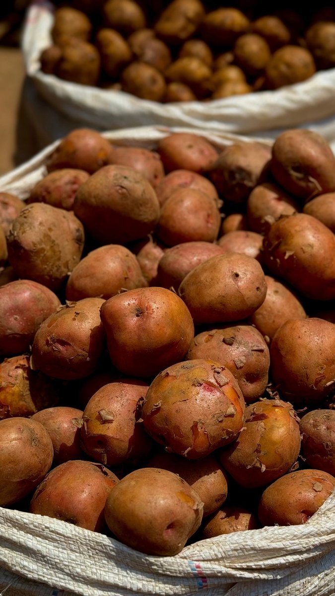 traumatogeek's tweet photo. Menos mal que ese tipo estuvo atento.
1872 un campo de patatas en Massachusetts que no tenía ningún interés. Todas las plantas eran clones perfectos unas de otras, cultivadas así generación tras generación. porque funcionaba.

Y entonces, un chaval de veintitrés años que llevaba meses cultivándolas vio algo raro. Verde, del tamaño de un guisante.
Cualquier persona lo habría pisado. Total, era solo una baya, algo no debería estar ahí. Esas patatas, no tienen semillas.

Unas décadas antes, en Irlanda, ese mismo sistema de plantas clonadas había fallado brutalmente. Un solo hongo. Cosechas enteras arrasadas de golpe, porque si todas las plantas son genéticamente idénticas, lo que mata a una las mata a todas. Un millón de personas murieron de hambre.

El chaval no sabía nada de eso. Pero no aplastó la baya. La abrió. Dentro había veintitrés semillas, algo que, en teoría, esa planta jamás debería haber producido.

Las plantó. Esperó. Un día perdió el rastro de la plantita y la buscó, angustiado, hasta encontrarla a seis metros de donde la había sembrado. Dio un tubérculo distinto a todo lo conocido.

Menos mal que no todas las patatas son clones. Un capítulo entero hablando de patatas en mi libro… jajaja

#LaTraumatologaGeek