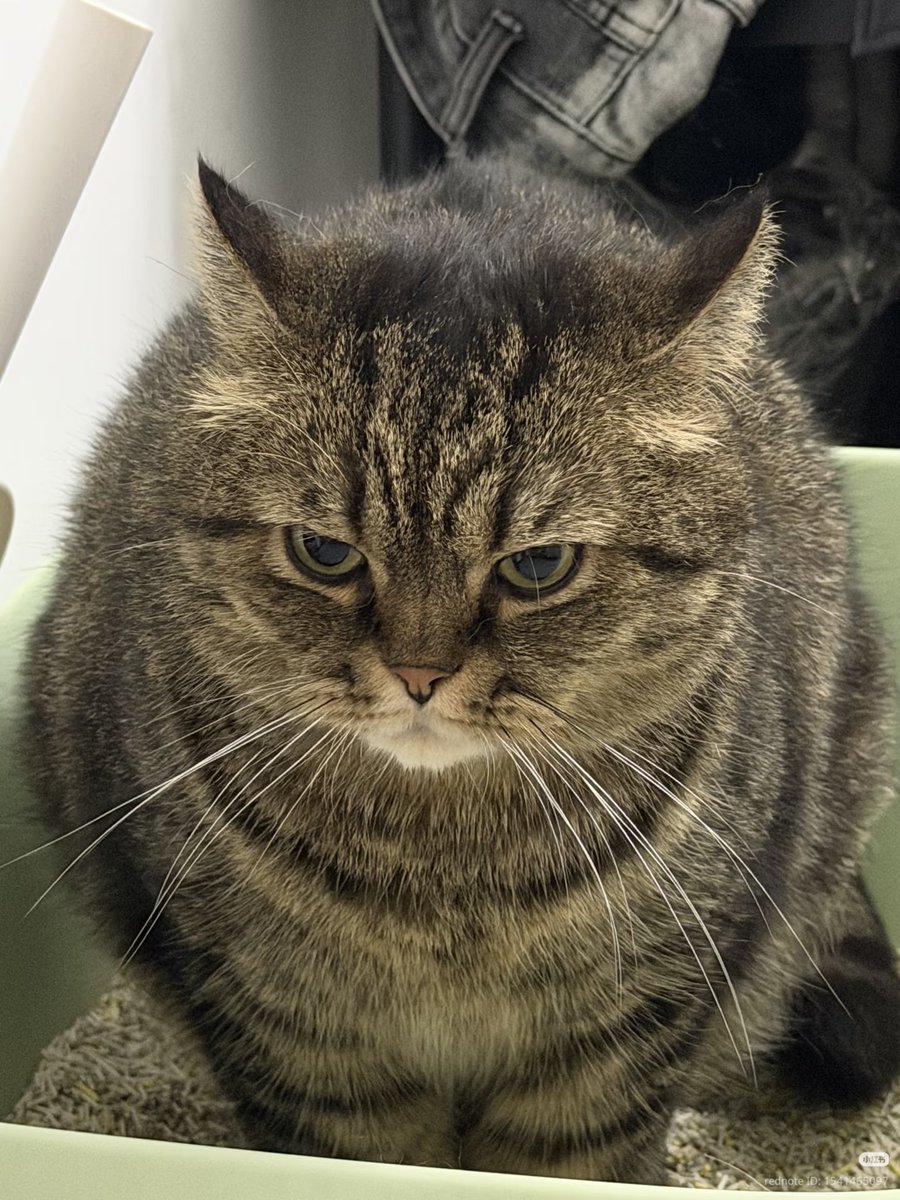 nocontextscats's tweet photo. Chonky https://t.co/xXDCS5bYJI