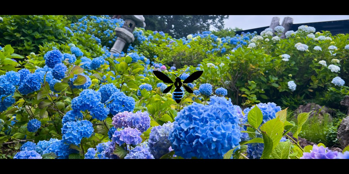 8HaChi_hacchi's tweet photo. この前紫陽花見てきた時の写真おすそわけ🐝 https://t.co/XX2XEybobj
