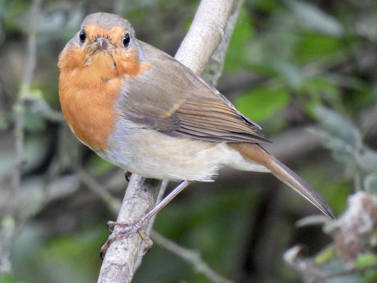 Palumbus_Pics's tweet photo. Look at that cute little face #europeanrobin https://t.co/GPNZgQBtqI