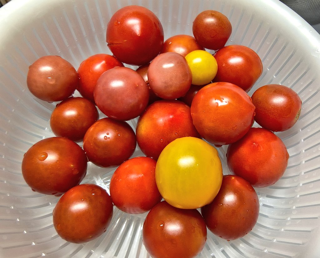 natyunsan's tweet photo. 間が空いちゃった💦
1枚目から、6日7日9日10日の収穫🍅
かなり小さい子が増えてます😣
肥料や���温とか色々重なってなんだろうなぁ🤔今現在、花は咲くけど新しい実はついてないから終わりが近そうです🍅 \🍅/🍅最後までお世話頑張ろ😊
 #ベランダ菜園  #家庭菜園 https://t.co/pxnbSNks3J
