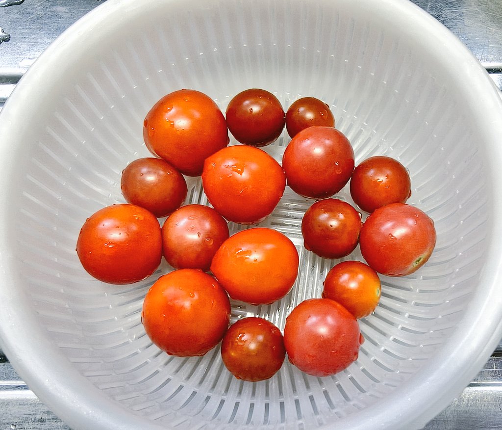 natyunsan's tweet photo. 間が空いちゃった💦
1枚目から、6日7日9日10日の収穫🍅
かなり小さい子が増えてます😣
肥料や���温とか色々重なってなんだろうなぁ🤔今現在、花は咲くけど新しい実はついてないから終わりが近そうです🍅 \🍅/🍅最後までお世話頑張ろ😊
 #ベランダ菜園  #家庭菜園 https://t.co/pxnbSNks3J