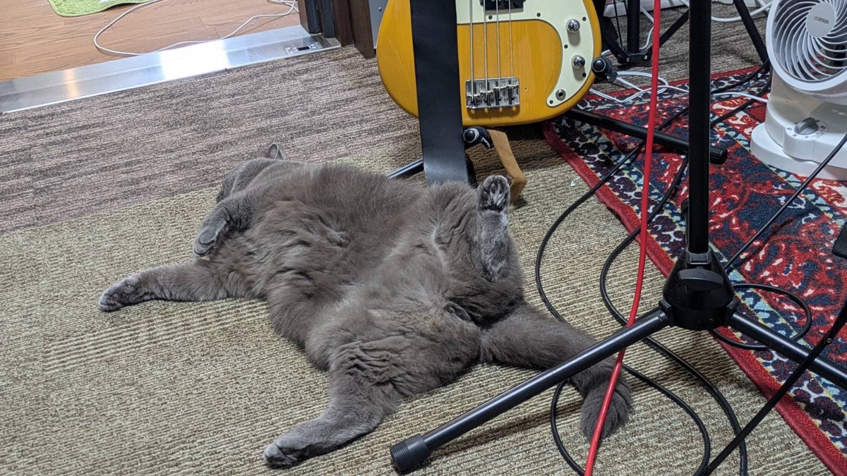 pusa34's tweet photo. おっぴろげスタジオ

#ブリティッシュショートヘア #britishshorthair https://t.co/A9mSsRXFoH