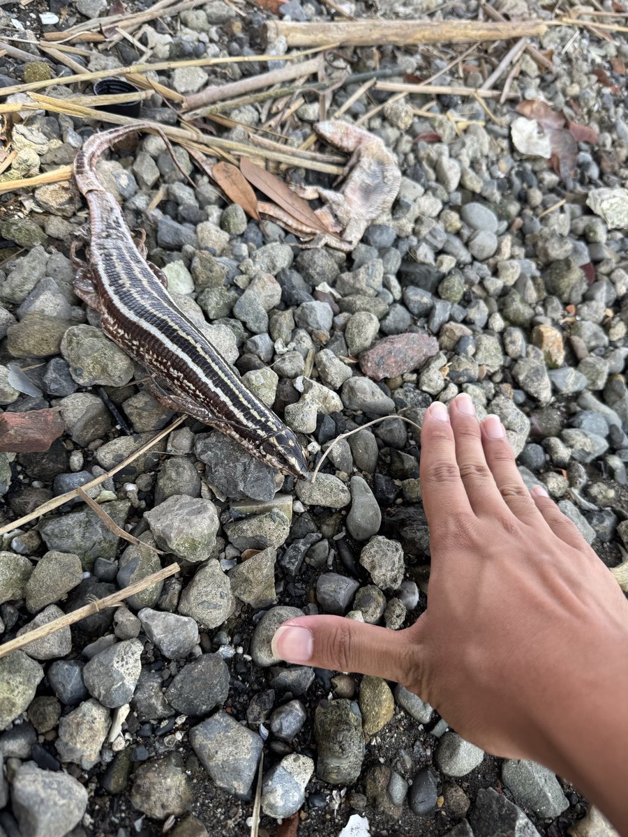 Honobonoyuuu's tweet photo. 江戸川にマダガスカル原産のヨスジオビトカゲが落ちてた

これはダメだろ、、 https://t.co/rJhC5IPaXO