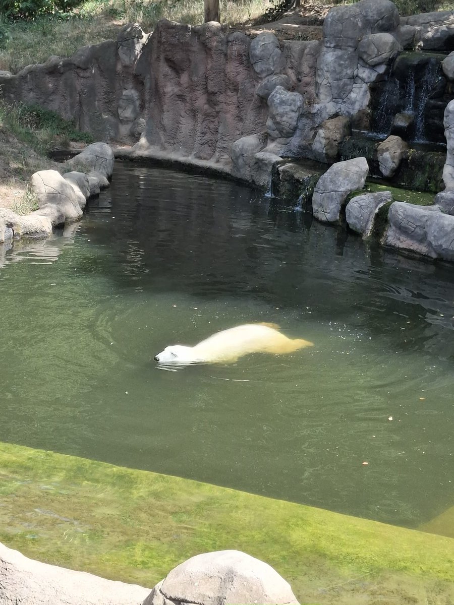 AdkaMacko's tweet photo. Zoo Brno https://t.co/REtKYKzF4S