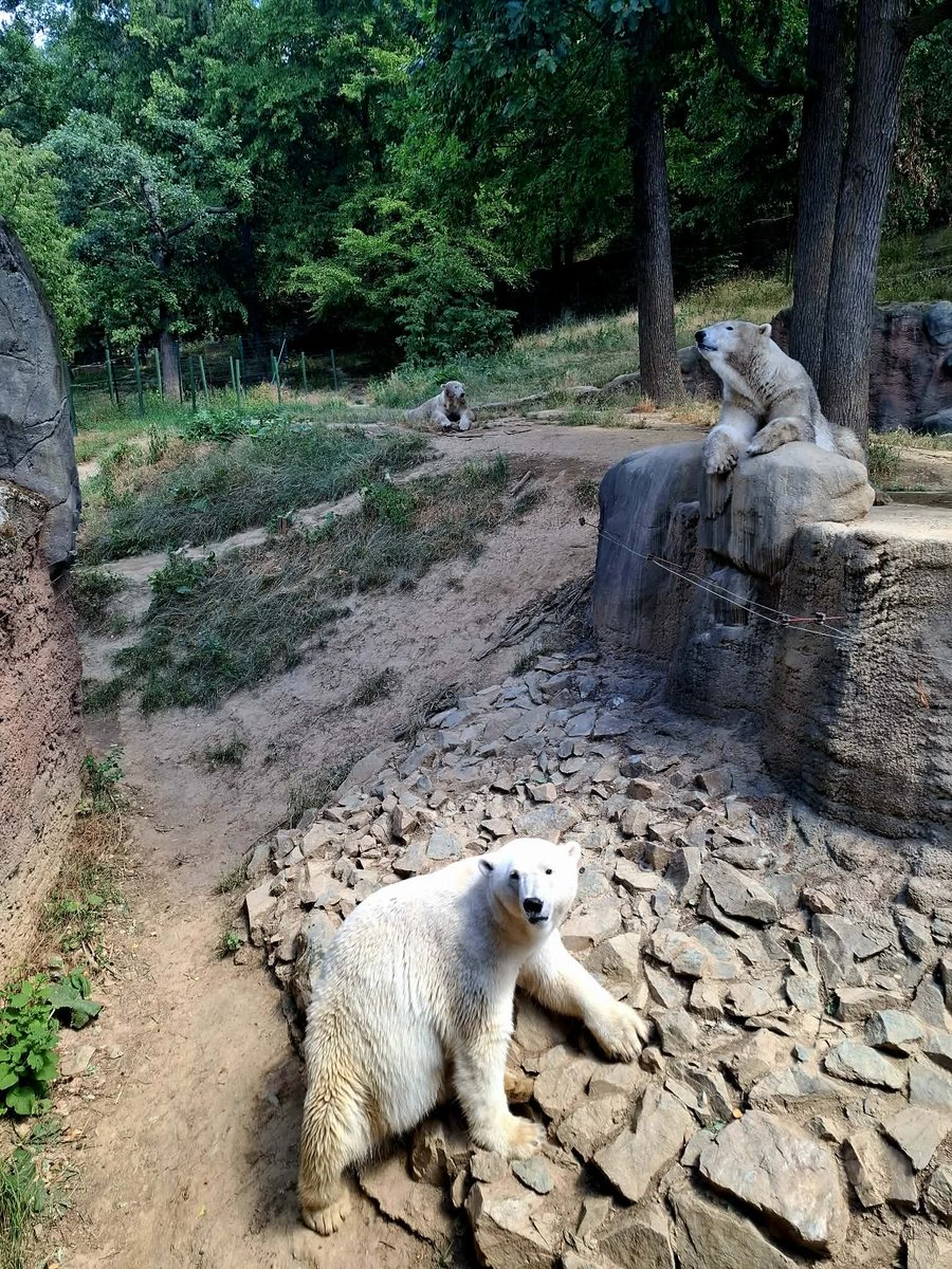 AdkaMacko's tweet photo. Zoo Brno https://t.co/REtKYKzF4S