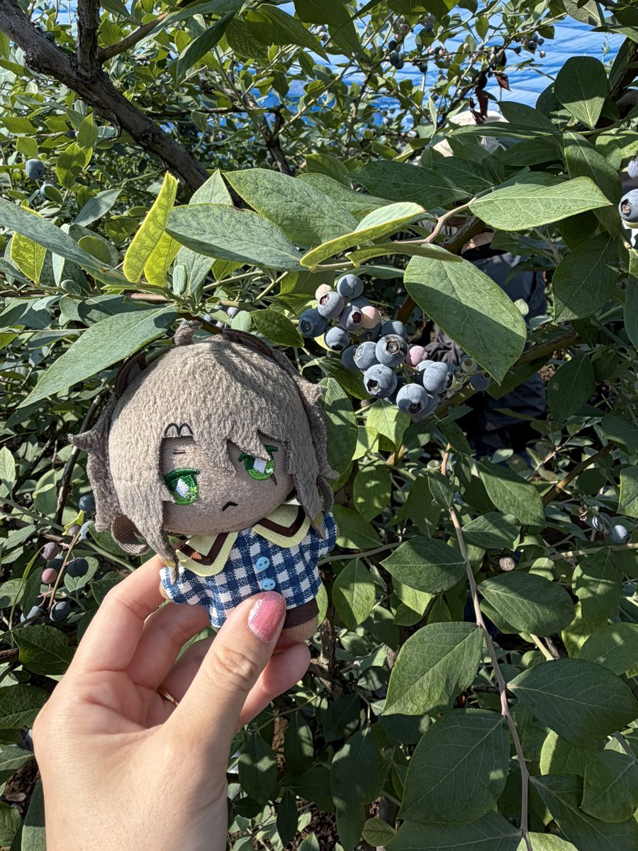 nachudenuimo's tweet photo. あさかつしました🫐 https://t.co/1r6lzNdxX0