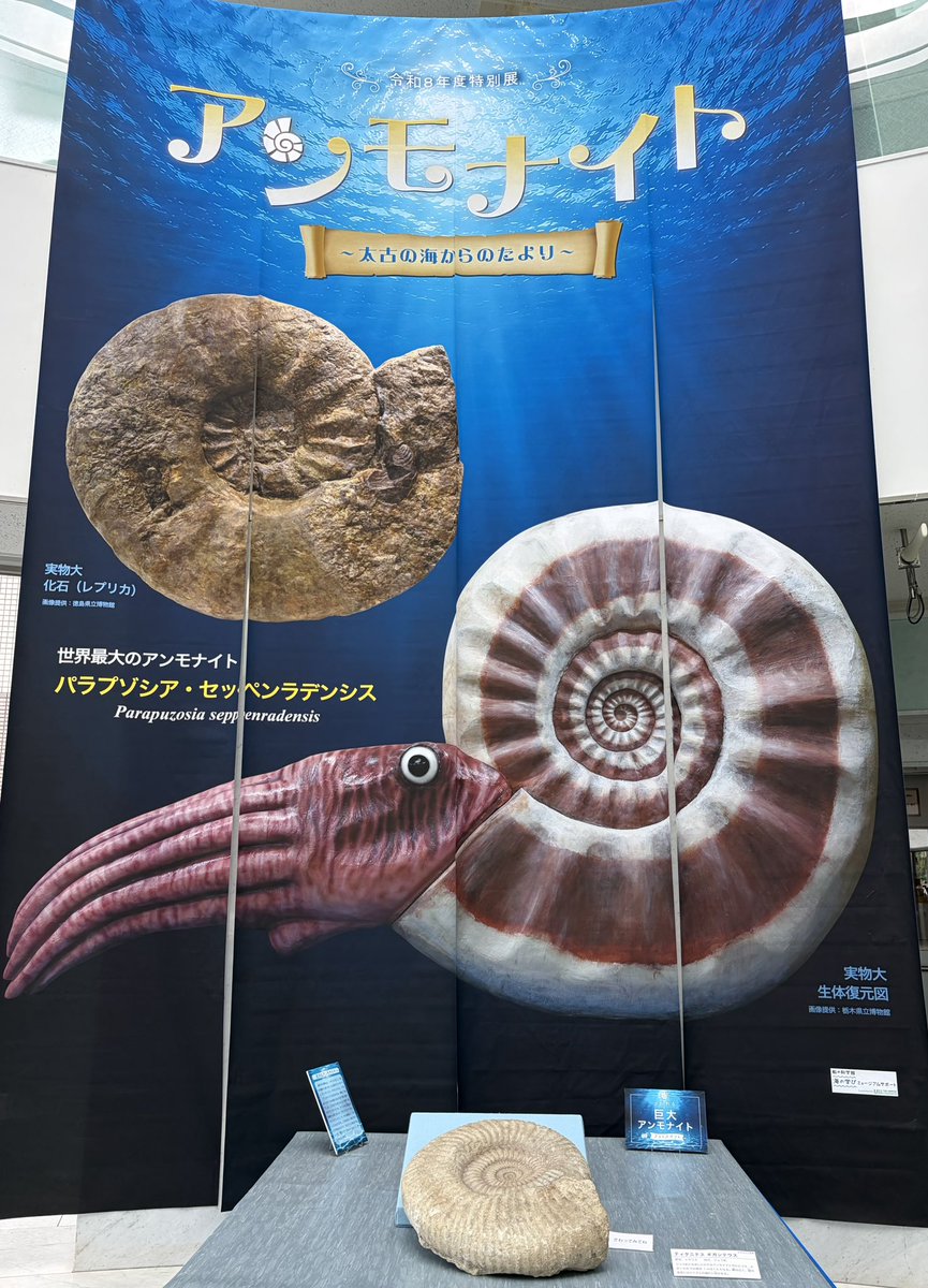 aaayapapara's tweet photo. 埼玉のアンモナイト展行ってきたー!!
かわいいアンモがいっぱいいた( > ·̫ <⸝⸝ᐢ ) https://t.co/GBuv47BXmf