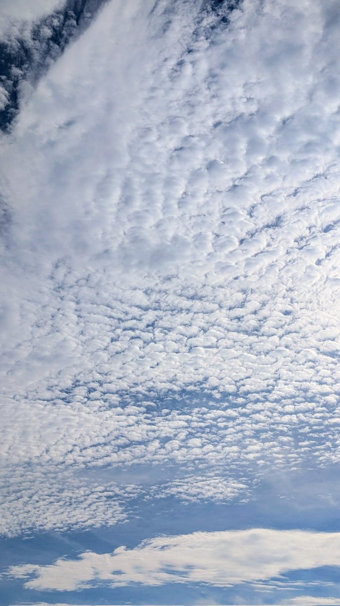 yon_nomi's tweet photo. こんなに暑いのにイワシ曇🐟☁️
台風来るのでしょうか❓️ https://t.co/95kc0oLJZl