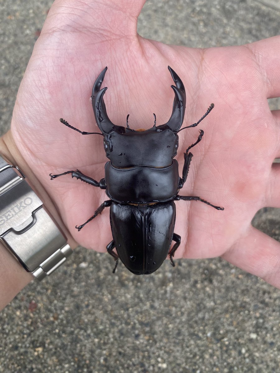 yi_kuwagata's tweet photo. 新潟県中越エリア  レア産地
wf1 73mm

兄弟5頭すべてが70越えの優良系統でした
このぐらいになるとかなりカッコイイ！ https://t.co/brYjjbJJd8