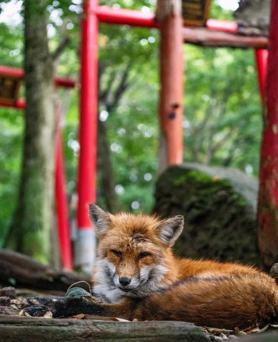 Nash33F1's tweet photo. ✨ロビンが新しく仲間入りしました！✨ このたび、動物園に新しい仲間、ロビンがやってきました！ ロビンという名前は、まるでロビン・フッドのように森の中を軽やかに駆け回り、冒険好きな姿を見せていたことから名付けられました。 新しい環境にも少しずつ慣れ、元気いっぱいに過ごしているロビン。これからどんな表情やしぐさを見せてくれるのか、飼育スタッフも楽しみに見守っています。 ぜひ、愛らしいロビンに会いにお越しください。 皆さまのご来園を心よりお待ちしております！